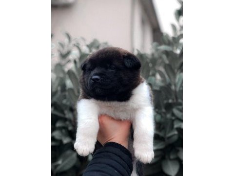 Akita inu yavrular evinizin neşesi olacaktır