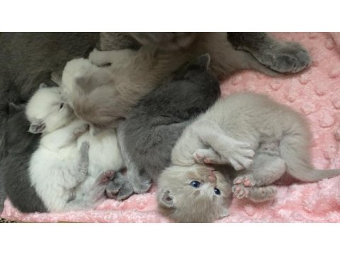 1 aylık scottish fold yavrular