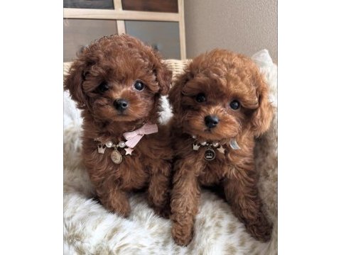 Sevimli toy poodle yavrularım