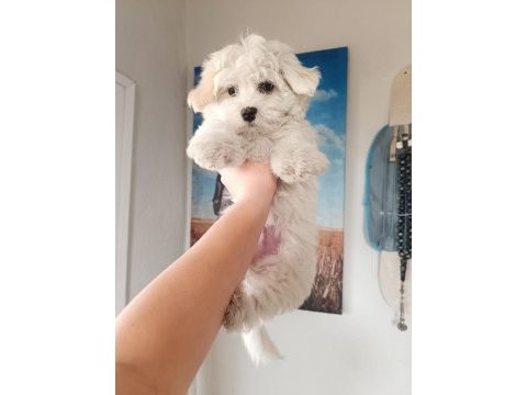 Terrier maltese yavrular