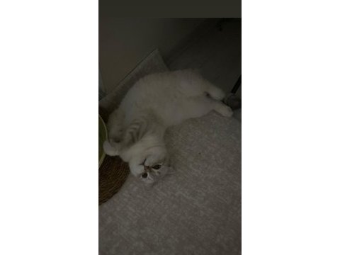 Uysal uyumlu scottish fold