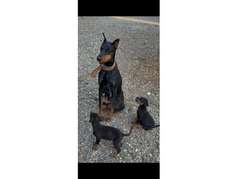 Sağlık ve ırk garantili doberman yavrularımız 