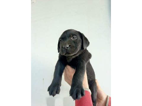 Labrador yavrularımız