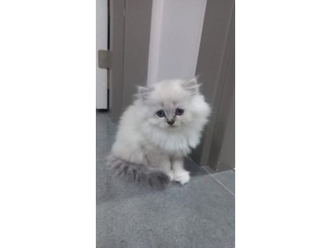 Erkek ve dişi british longhair kedim