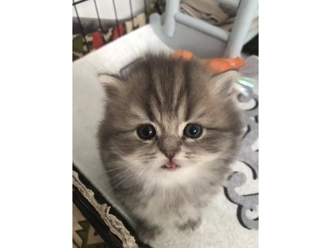 British longhair dişi yavrumuz ev ortamında doğdu