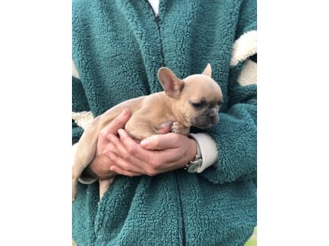 5 aylık micro dişi blue fawn french bulldog