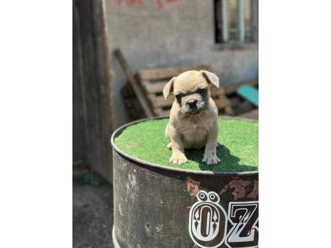 Mükemmel anatomi de french bulldog yavrularımız