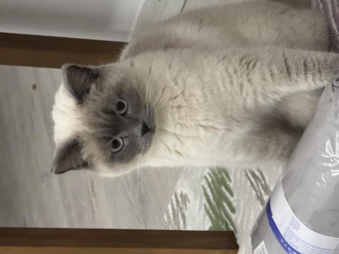 British shorthair kedimiz