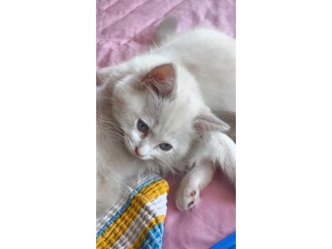 Secereli ragdoll