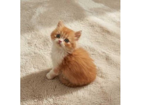Red ve red bicolor british longhair erkek yavrularımız