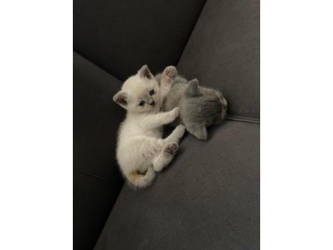 40 günlük british longhair