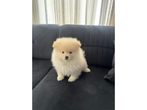Erkek aşılı wc eğitimi başladı ayıcık surat pomeranian
