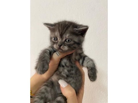 1 aylık bebiş kediler