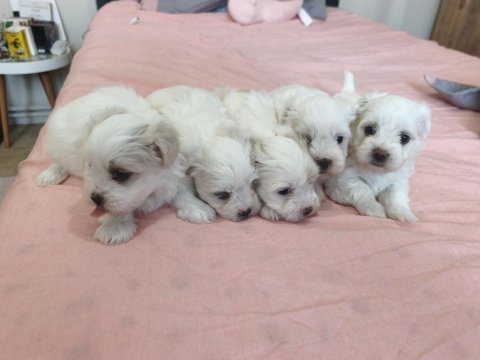 Safkan 0 numara mini boy maltese terrier yavrular