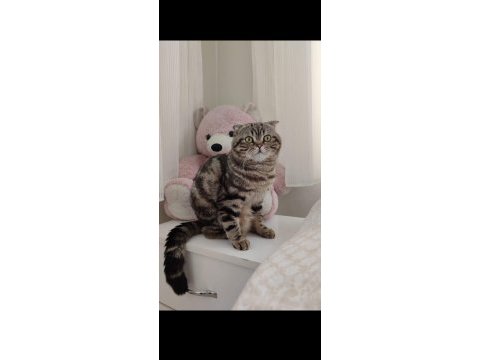 Kayıp ilanı scottish fold kedim çipli