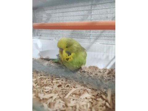 Yeni yeme düşen erkek yavru show jumbo muhabbet kuşu