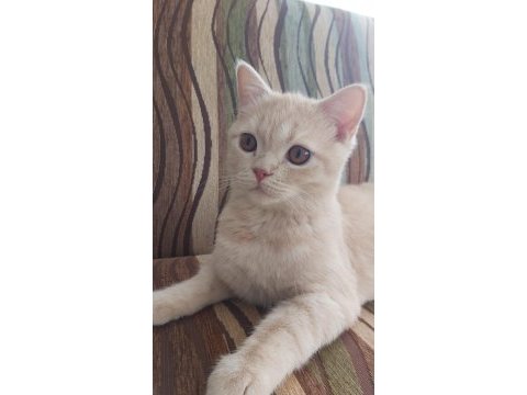 Scottish straight uysal kedi