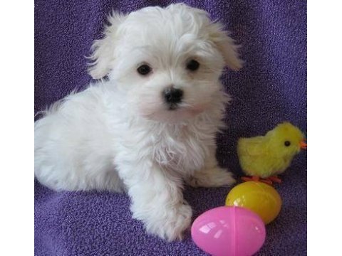 Ruhsatlı çiftlikten maltese terrier yavrular