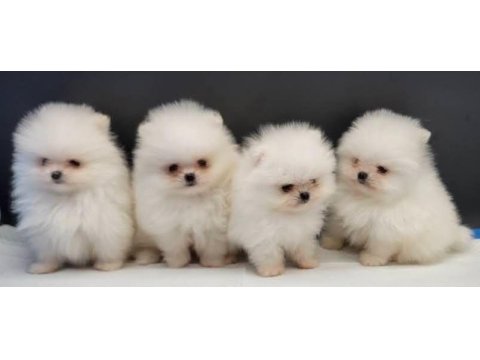 Pomeranian boo yavrular için ulaşın