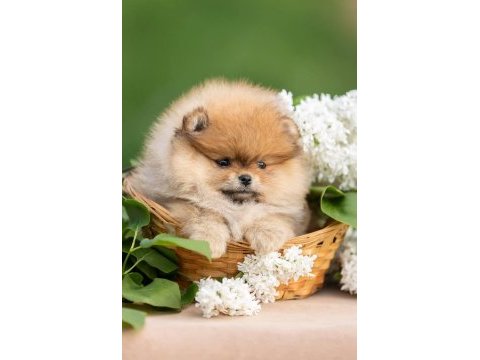 Pomeranian boo teddy bear ayı surat ırk garantili