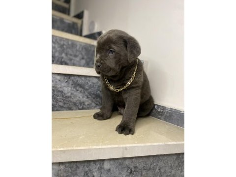 Basık burun cane corso bebekler