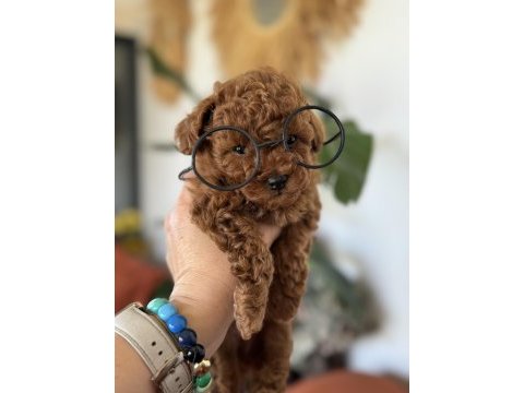Kore toy poodle