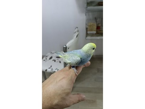 Alıştırmalık rainbow muhabbet kuşu yavrular
