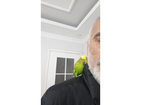 Konuşan muhabbet kuşu