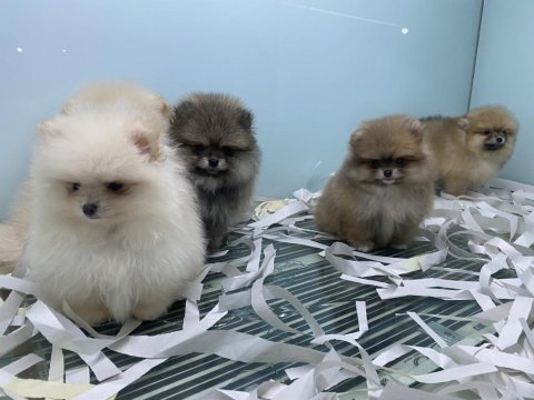 Show kalite tea cup pomeranian yavrularımız