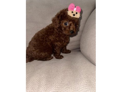 Kore toy poodle