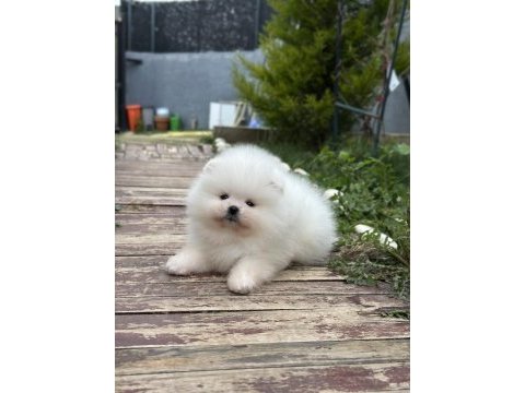 Orjinal pomeranian boo yavrularımız