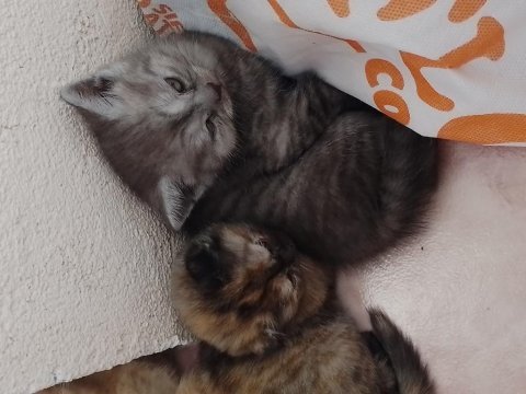 Yavru scottish fold kediler