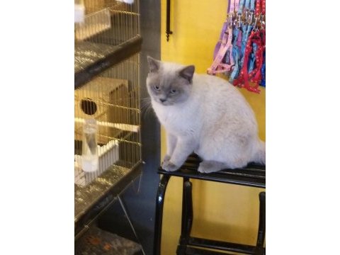 Yetişkin erkek blue point british shorthair