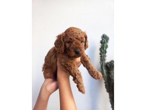 Kore kan dişi poodle