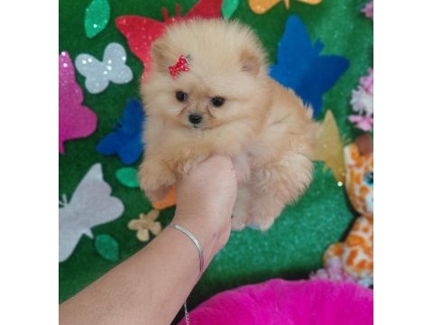 Pomeranian bebişler
