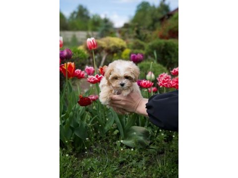 Kore teacup maltipoo yavrular