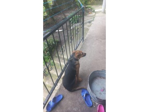 4 aylık alman kurdu erkek köpeğimiz