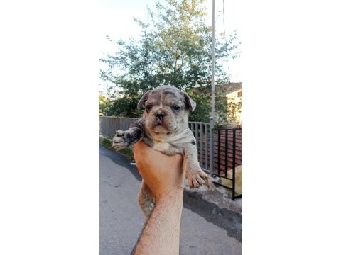 Anne altından muhteşem ırk güzeli french bulldog yavrular