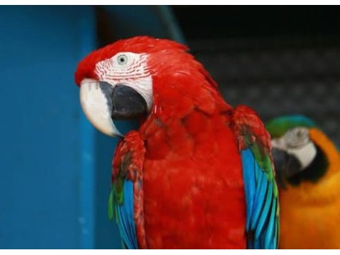 Ara macaw kırmızı papağanımız