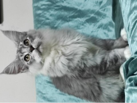 Maine coon gift of kings cattery