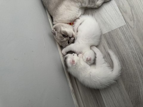 Scottish fold kedilerimiz