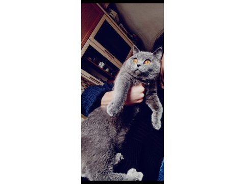 Kedimiz yeni sahibini arıyor