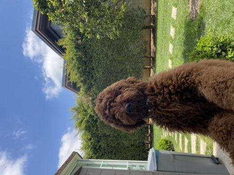 4 aylık erkek red brown (kızıl kahverengi) labradoodle