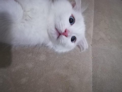 Ailenizin yeni üyesi van kedi yavruları