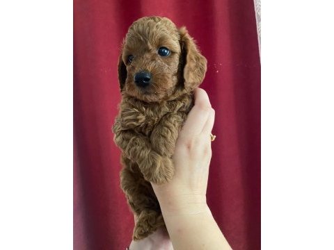 Sağlık ve ırk garantili toy poodle yavru