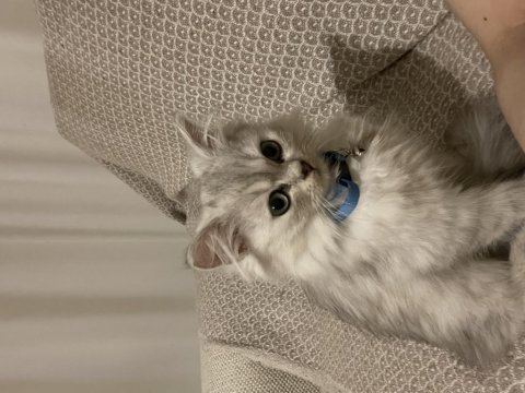 3.5 aylık erkek british longhair
