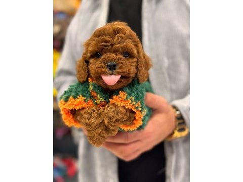 Toy poodle anne altından ırk ve sağlık garantili