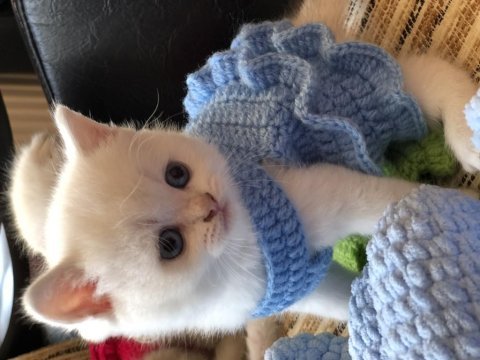 Pamuk scottish fold çocuklar