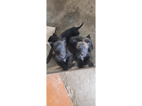 Safkan black malinois