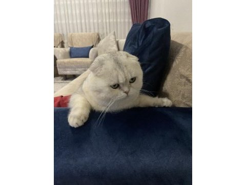 Yeni yuvasını arıyor acil scottish fold